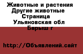 Животные и растения Другие животные - Страница 2 . Ульяновская обл.,Барыш г.